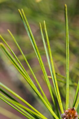 Pinus densiflora 'Oculus draconis' - borovice hustokvětá - jehlice